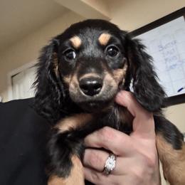 Becky - Chocolate and tan female Dachshund puppy in Grand Blanc, Michigan from KaMilira Shore Dachshunds