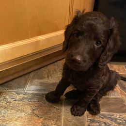 Cuddles - Chocolate female Australian Labradoodle puppy in Eagle, Wisconsin from Fruitful Beginnings,LLC