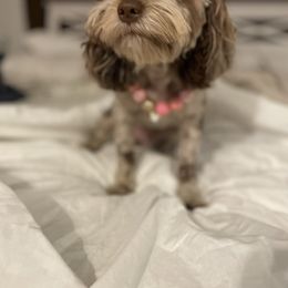 Cavapoos and Cockapoos from Faith, Hope, and Doodles