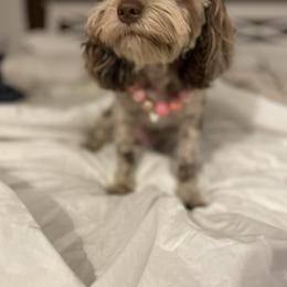 Cavapoos and Cockapoos from Faith, Hope, and Doodles