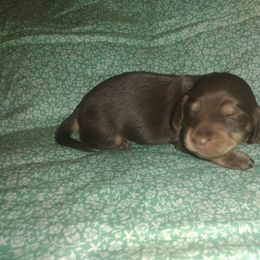 Dachshund Puppies from Katrina's Punk Rock Dachshunds