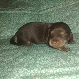 Dachshund Puppies from Katrina's Punk Rock Dachshunds