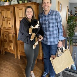 Bernese Mountain Dog Puppies from Lonesome Pine Farm