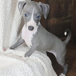 Kissy-Face - White and blue female Italian Greyhound puppy in Cadwell, Georgia from All The DoDa Day Italian Greyhounds