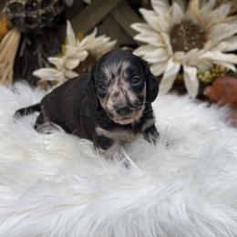 Dachshund Puppies from CR Kennels