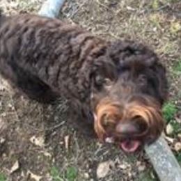 Gabriella - Australian Labradoodle