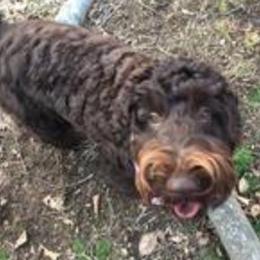 Gabriella - Australian Labradoodle