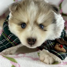 Girl 1 - Merle female Pomsky puppy in Leesburg, Virginia from Capital Pomsky