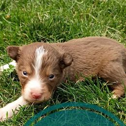 Nash - Red tri male Miniature Australian Shepherd puppy in Kettle Falls, Washington from Ellie's Miniature Australian Shepherds
