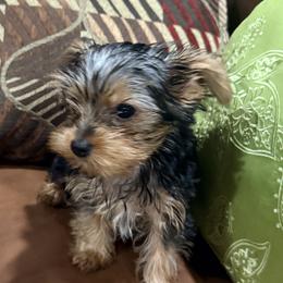 Yorkshire Terrier Puppies from Kim’s Rocket Yorkies