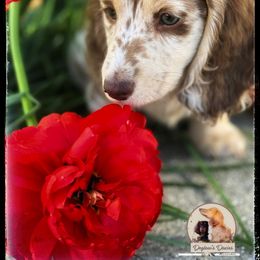 Dachshund Puppies from Deglow’s Doxies