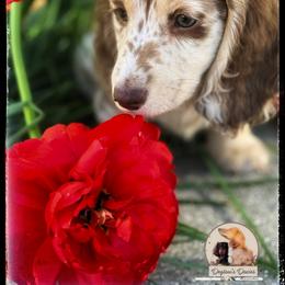 Dachshund Puppies from Deglow’s Doxies