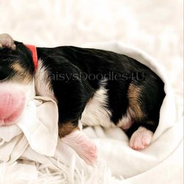 Bernedoodle Puppies from Daisy's Doodles