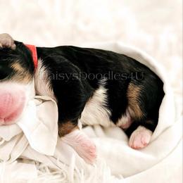 Bernedoodle Puppies from Daisy's Doodles