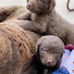 Chesapeake Bay Retriever Puppies from Hickory Creek Chesapeakes