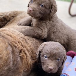 Chesapeake Bay Retriever Puppies from Hickory Creek Chesapeakes