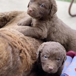 Chesapeake Bay Retriever Puppies from Hickory Creek Chesapeakes