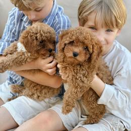 Poodle Puppies from Bruno & Co. Puppies