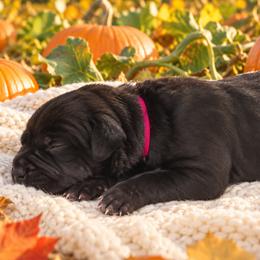 Hot Pink Collar Girl - Black female Cane Corso puppy in Gorman, Texas from McOmber Country Kennels