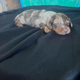 Smores - Dapple male Dachshund puppy in Hawley, Texas from Foxy’s Dachshunds & Toy Aussies