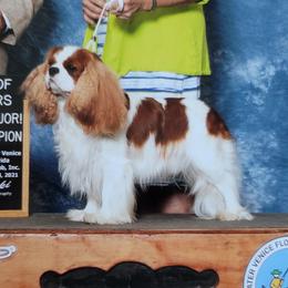 Jace - Cavalier King Charles Spaniel