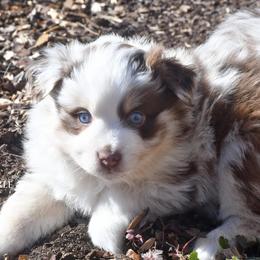 Ozzie - Red merle male Miniature Australian Shepherd puppy in Patterson, North Carolina from DreamLine Aussies