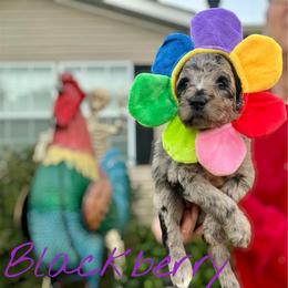 Blackberry Pie - Merle female Goldendoodle puppy in Mocksville, North Carolina from Little Bear Doodles
