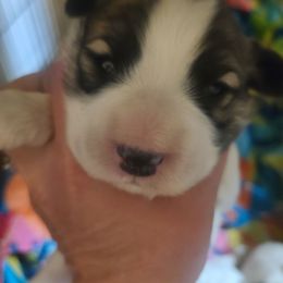 Girl 3 - White Anatolian Pyrenees puppy in Farmersville, Texas from Up Shinn Creek