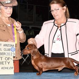 Baron - Dachshund