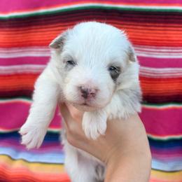 Lily - Slate merle female Border Collie puppy in Ripley, Oklahoma from Adventure5 Border Collies