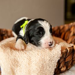 Boy 4 - Black and white male English Springer Spaniel puppy in Mooresville, North Carolina from Third Creek Springers