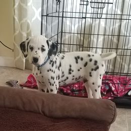 Dalmatian Puppies from Woofter Dalmatians