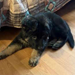 Independence - Black and red female German Shepherd puppy in Dallas, Georgia from Cottonwood Kennel