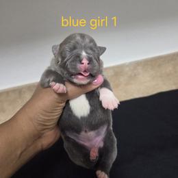 Girl 2 - female Staffordshire Bull Terrier puppy in Houston, Texas from Khaleesi Kennel