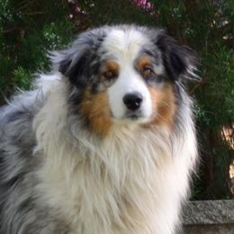 Kane - Australian Shepherd