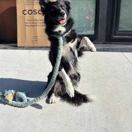 Finch - Border Collie
