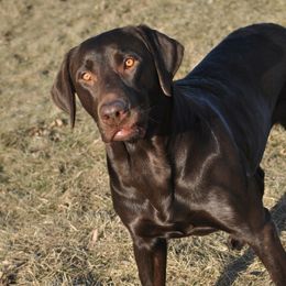 CJ - Labrador Retriever