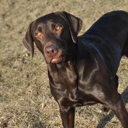 CJ - Labrador Retriever