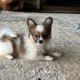 Lucie's white and sable boy 1 - White and sable male Papillon puppy in Shirley, Arkansas from Lucky Pups