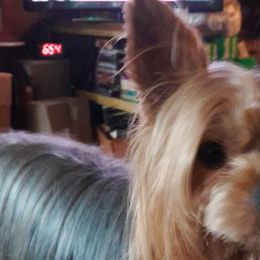 Collies and Yorkshire Terriers from Puppy Dog City