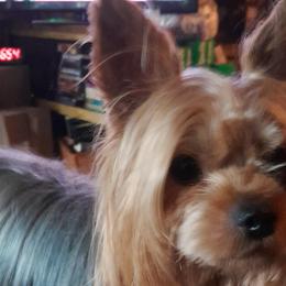 Collies and Yorkshire Terriers from Puppy Dog City