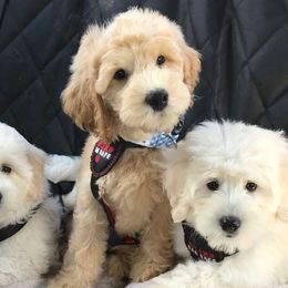 "English Goldendoodle from Moss Creek Goldendoodles" Goldendoodle and Schnoodle Puppies from Moss Creek Goldendoodles
