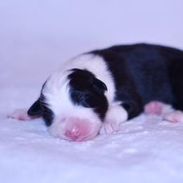 Tuscany - Black tri-color female Australian Shepherd puppy in Easton, Missouri from MMA Kennel
