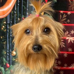 Tara - Yorkshire Terrier