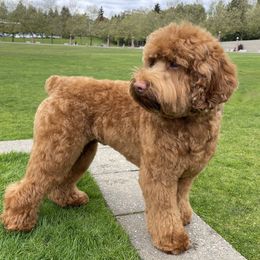 Sully - Whoodle