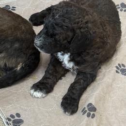Bernedoodle Puppies from Triple W Doodles