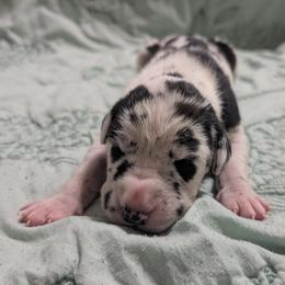 Bronwyn - Harlequin female Great Dane puppy in Pollock, Louisiana from Danes Done Right