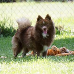 Pomsky, Shetland Sheepdog, and Toy Shetland Sheepdog Puppies from Mountain High Kennels
