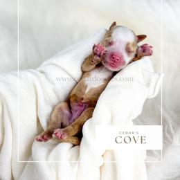 C O V E - Red  male Goldendoodle puppy in Cedar City, Utah from Cedar Doodles- Home of the Teddybear Goldendoodle