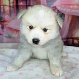 Teddy-2000 - Wolf sable male Pomsky puppy in Spring Hill, Florida from www.PuppyTimeEmporium.com